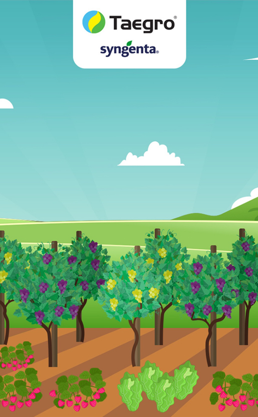 Syngenta Ninja Taegro